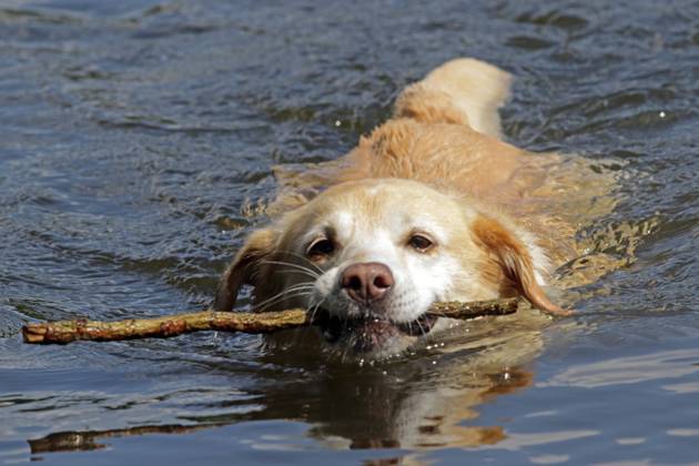 Cooling off for dogs in the water A retriever swims in the water with a twig in the heat
