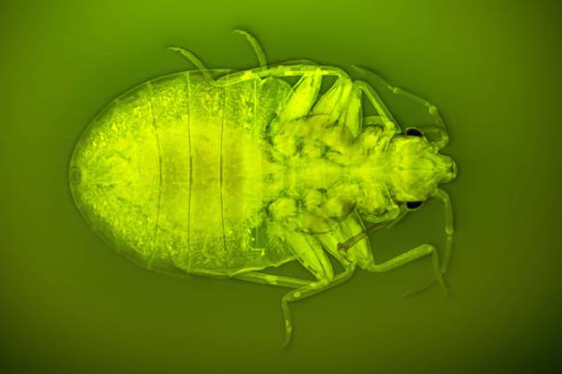 Bedbug, Common bedbug, Wall louse Cimex lectularius , with piercing sucking mouth parts, dark field and phase contrast MRI image BLWS646777 Copyright: xblickwinkel F.xFoxx