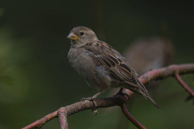 A Tree Sparrow Passer montanus or Field Sparrow on a branch in Berlin Friedrichsfelde Photo Volker Hohlfeld Field Sparrow
