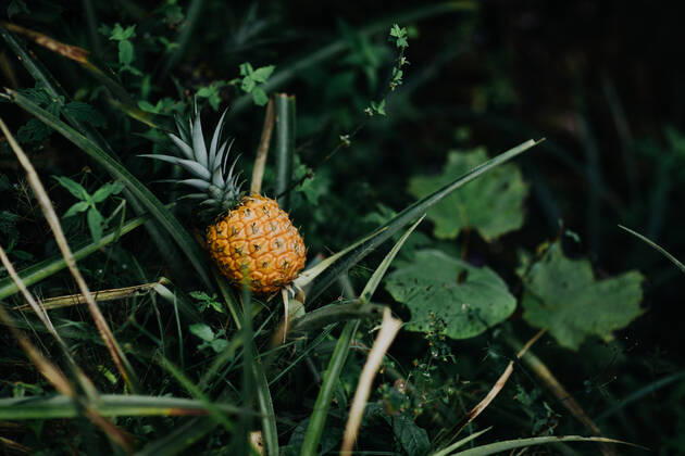 Wild tropical pineapple fruit growing among lush green foliage in tropical jungle in Costa Rica, Model released CamilleGirard_CostaRicaTravel_12.jpg Copyright: xCamillexGirardx MR