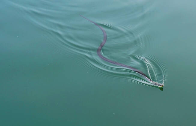 Grass snake GER, 20210822 Symbolic image, Swimming grass snake