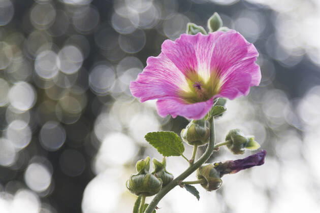 Stockrose, Stock-Rose, Stockmalve, Stock-Malve, Halsrose, Hals-Rose, Brandrose, Brand-Rose (Alcea rosea, Althaea rosea), Bluete mit Lichtreflexen, Deutschland, Mecklenburg-Vorpommern, Ruegen hollyhock (Alcea rosea, Althaea rosea), flower with light refections, Germany, Mecklenburg-Western Pomerania, Ruegen BLWS651297 Copyright: xblickwinkel A.xHeldx
