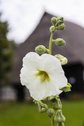 Stockrose, Stock-Rose, Stockmalve, Stock-Malve, Halsrose, Hals-Rose, Brandrose, Brand-Rose (Alcea rosea, Althaea rosea), weisse Bluete, Deutschland, Mecklenburg-Vorpommern, Ruegen hollyhock (Alcea rosea, Althaea rosea), white flower, Germany, Mecklenburg-Western Pomerania, Ruegen BLWS651328 Copyright: xblickwinkel A.xHeldx