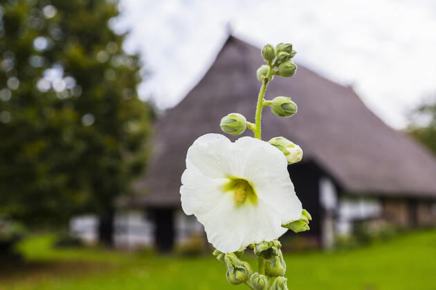 Stockrose, Stock-Rose, Stockmalve, Stock-Malve, Halsrose, Hals-Rose, Brandrose, Brand-Rose (Alcea rosea, Althaea rosea), weisse Bluete, Deutschland, Mecklenburg-Vorpommern, Ruegen hollyhock (Alcea rosea, Althaea rosea), white flower, Germany, Mecklenburg-Western Pomerania, Ruegen BLWS651329 Copyright: xblickwinkel A.xHeldx