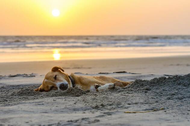  lazy dog relaxing and sleeping on sand beach, 02.08.2016 23:53:47, Copyright: xviblackberryx Panthermedia18134672