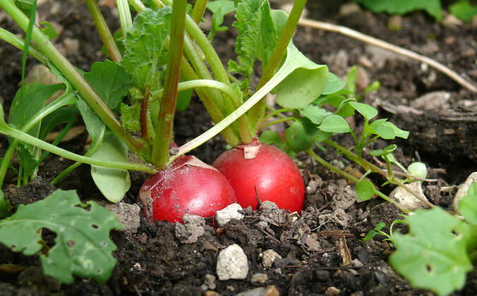radish,vegetable garden,radishs,vegetable gardens ifo-fuj