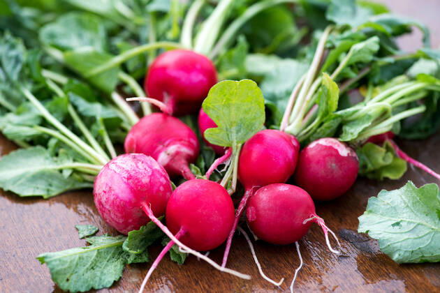 radish,radishs 3ro-fo7