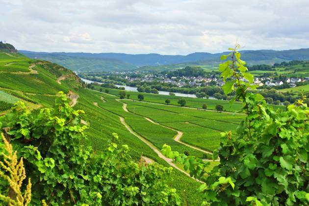 vineyard,viticulture,vineyards,viticultures iq1-ir3