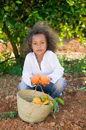 Girl with basket of oranges, 11.11.2010, Copyright: xKarlxGrantxandxSusyxKennetx, model released, looking at camera,full length,waist up,tree,basket,child,african american ethnicity,mixed race ethnicity,female,girl,only one girl,one person,majorca,palma de mallorca,outdoors,orchard,summer,day,orange fruit,6 to 7 years,February 2011 Release,African Descent,African American Ethnicity,Mixed Race Person,Child,Elementary Age,6-7 Years,Female,Girls,Girl,One Person,Full Length,Looking At Camera,Waist Up,Tree,Basket,Numeral,Agricultural Land,Cultivated Land,Orchard,Outdoors,Summer,Day Ref:IS098V2AS