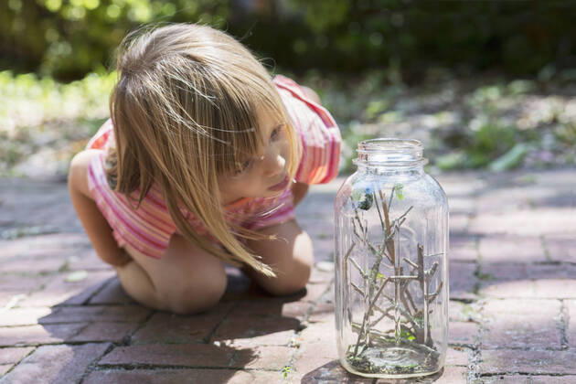 IMAGO Creative: Klimawandel - Umwelterziehung Girl leaning forward to watch caterpillar jar in garden, 13.07.2017, Copyright: xKinzie+Riehmx, model released, learning,kneeling,leaning forward,animal,insect,one animal,wildlife,young animal,blond hair,pink,focus on foreground,front view,striped,three quarter length,at home,childhood,concentration,curiosity,discovery,cute,fascination,growth,innocence,nurturing,patience,progress,enthusiasm,nature,twig,jar,child,caucasian ethnicity,girl,only one girl,one person,united states of america,florida,orlando,outdoors,garden,summer,day,dress,education,environmental issue,environmental conservation,bob,lifestyle,leisure,candid,monitoring,4 to 5 years,only female,Star Images,animal themes,caterpillar,July 2017 Release,Kneeling,Thinking,Concentrati Ref:IS09B6LC9