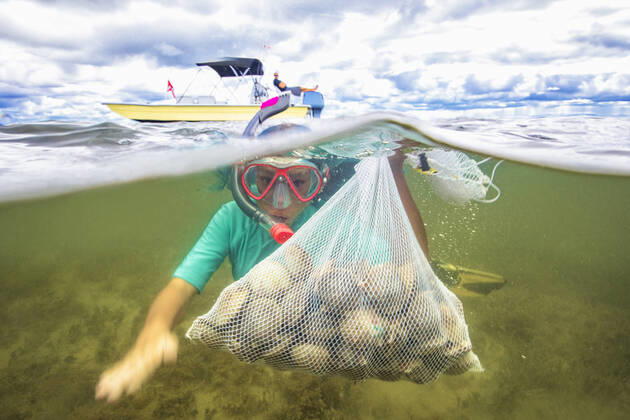 IMAGO Creative: Klimawandel - Umwelterziehung Girl collecting scallops in grass meadow underwater, 26.09.2017, Copyright: xRomonaxRobbinsxPhotographyx, model released, diving,fishing,differential focus,underwater,investment,abundance,adventure,childhood,discovery,real people,fun,healthy eating,enthusiasm,happiness,collection,diving mask,child,10 to 11 years,female,girl,only one girl,one person,people in the background,outdoors,sea,seabed,day,action,education,environmental issue,water,leisure,sport,vacation,cloud,boat,adventure travel,net,prosperity,organic,health,swimming,scallop,seagrass,split view,resourceful,arms reaching out,September 2017 Release,Diving,Swimming,Fishing,Child,Pre-Adolescent Child,10-11 Years,Female,Girls,Girl,Incidental People,People In The Background,Abundance Ref:IS09B887U