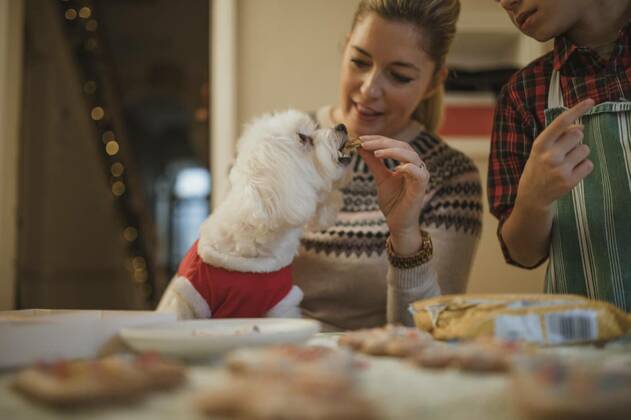  Getting A Christmas Treat model released, Symbolfotoproperty released, , 12.10.2020, Copyright: xDGLimagesx Panthermedia22658451