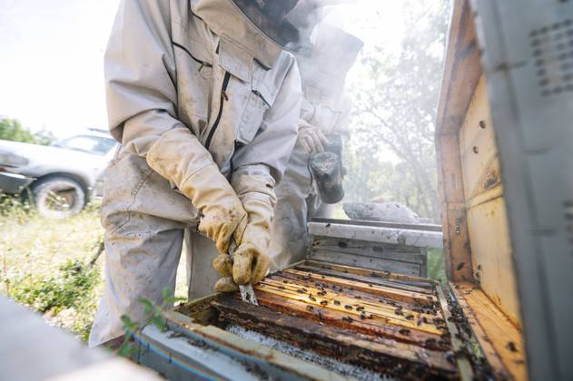IMAGO Creative: Bienenzucht Creative Highlights Symbolbilder IMAGO Creative: Klimawandel - Zukunft und Innovation Beekeeper removing beehive from box by coworker at farm model released Symbolfoto JCMF02205