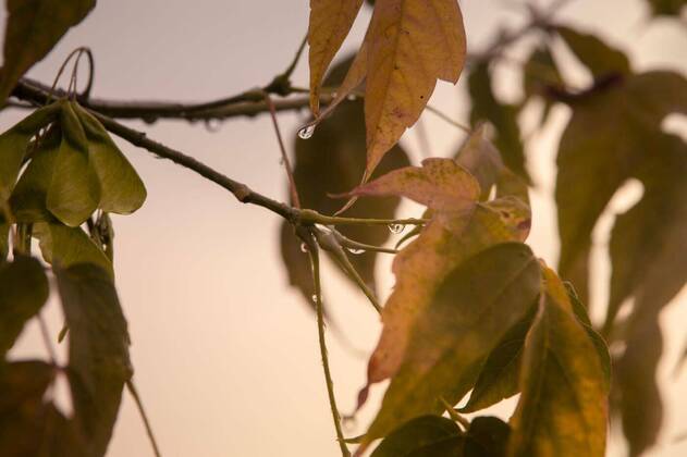 IMAGO Creative: Ende des Sommers  Oak twig with water drop, 12.10.2020, Copyright: xRuslan117x Panthermedia26095715
