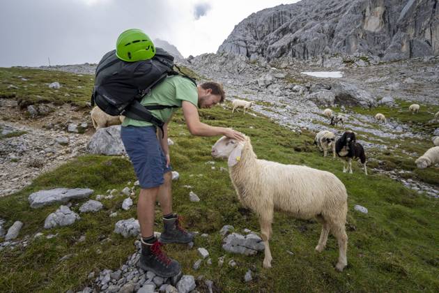 Hiker stroking sheep on mountain meadow, Frauenalpl, Hiking trail to Meilerhütte, Wetterstein Mountains, Bavaria, Germany, Europe Copyright: imageBROKER/MaraxBrandl ibxmab07142064.jpg
