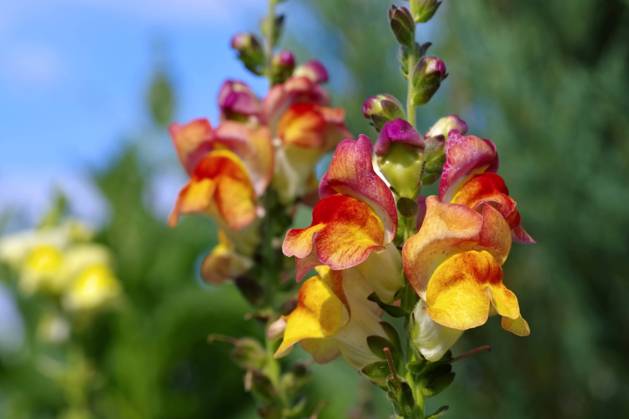 snapdragon,snapdragons ir4-ngb