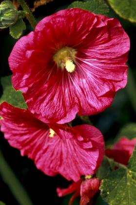 Hollyhock, hollyhock rose, hollyhock mallow, hollyhock mallow, hollyhock rose, hollyhock rose, hollyhock rose, hollyhock rose, hollyhock rose, hollyhock rose, hollyhock rose, hollyhock rose, hollyhock rose, hollyhock rose, hollyhock rose, hollyhock rose, hollyhock rose, flowers BLWS653576 Copyright: xblickwinkel McPHOTO H.xKraussx