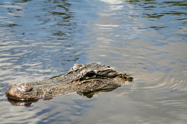 The head of an aligator in Florida s Everglades looks out of the water, 13.10.2020, Copyright: xboedefeldx Panthermedia27506790