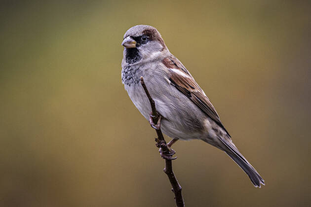 A sparrow on a branch, taken in Berlin, 27 10 2021 Berlin Germany Copyright: xFlorianxGaertner photothek.dex