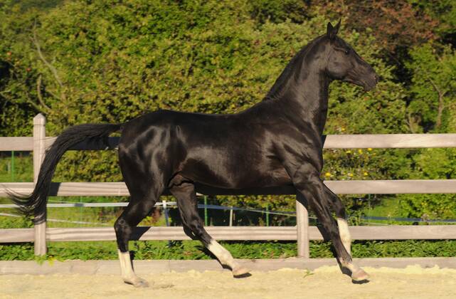 Achal Tekkiner, stallion, black horse, lateral Copyright: imageBROKER/A.xSchmelzer iblsan05397727