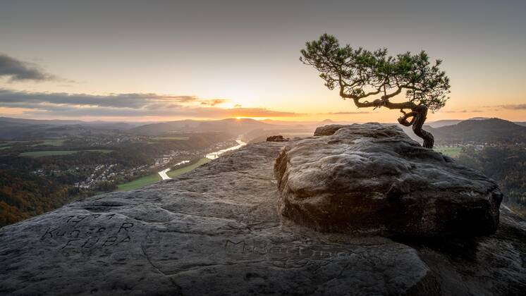 The weather pine on the Lilienstein in Saxon Switzerland at sunrise Copyright: imageBROKER FotoatelierxBerlin iblbdh07163115
