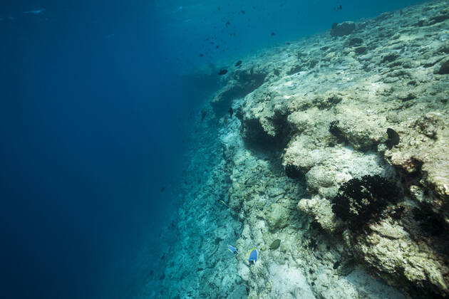 Coral bleaching on reef top, North Male Atoll, Indian Ocean, Maldives Coral bleaching on reef top, North Male Atoll, Indian Ocean, Maldives Coral bleaching, Maldives