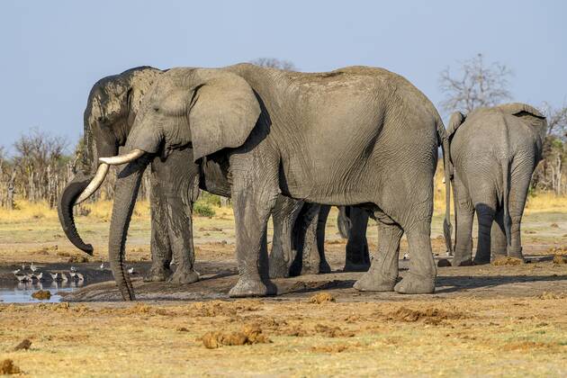 African bush elephant Loxodonta africana , group at waterhole, Savuti, Chobe National Park, Botswana, Africa Copyright: imageBROKER/ErichxSchmidt ibxeri07200346