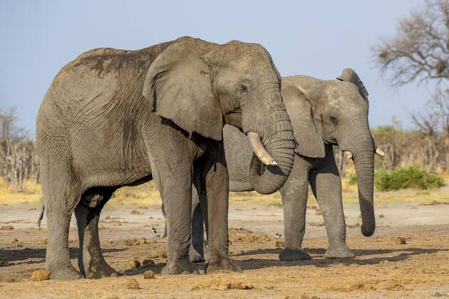 African bush elephant Loxodonta africana , Group, Savuti, Chobe National Park, Botswana, Africa Copyright: imageBROKER/ErichxSchmidt ibxeri07200547