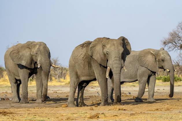 African bush elephant Loxodonta africana , Group, Savuti, Chobe National Park, Botswana, Africa Copyright: imageBROKER/ErichxSchmidt ibxeri07200549