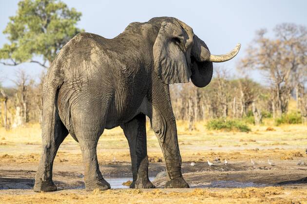 African bush elephant Loxodonta africana , Savuti, Chobe National Park, Botswana, Africa Copyright: imageBROKER/ErichxSchmidt ibxeri07200550