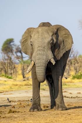 African bush elephant Loxodonta africana , frontal, Savuti, Chobe National Park, Botswana, Africa Copyright: imageBROKER/ErichxSchmidt ibxeri07200552