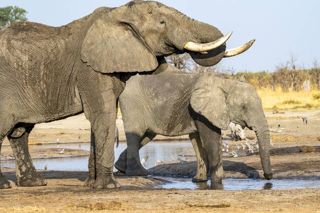 African bush elephant Loxodonta africana , Group, Savuti, Chobe National Park, Botswana, Africa Copyright: imageBROKER/ErichxSchmidt ibxeri07200557