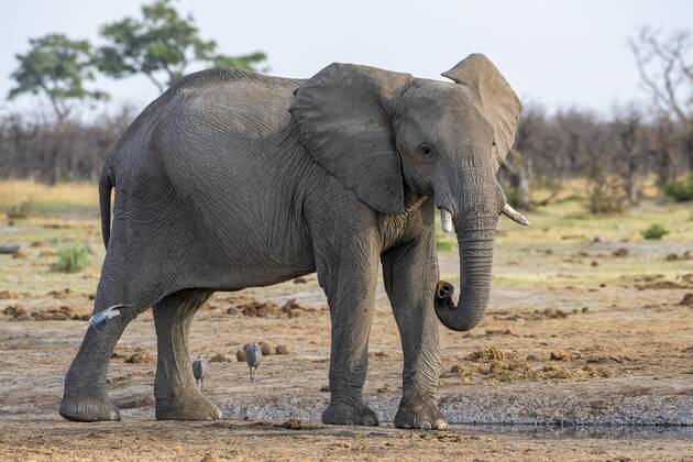 African bush elephant Loxodonta africana , cub, Savuti, Chobe National Park, Botswana, Africa Copyright: imageBROKER/ErichxSchmidt ibxeri07200558