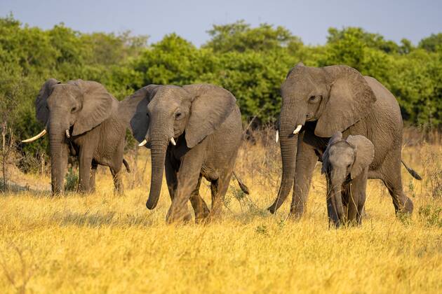 African bush elephant Loxodonta africana , group with young, Savuti, Chobe National Park, Botswana, Africa Copyright: imageBROKER/ErichxSchmidt ibxeri07200654