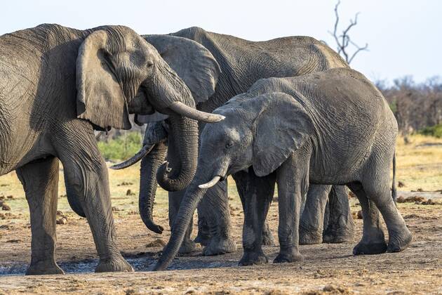 African bush elephant Loxodonta africana , Group, Savuti, Chobe National Park, Botswana, Africa Copyright: imageBROKER/ErichxSchmidt ibxeri07200662