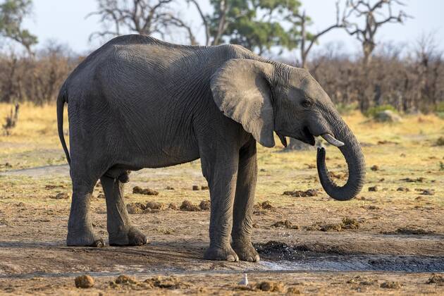 African bush elephant Loxodonta africana , young bull, Savuti, Chobe National Park, Botswana, Africa Copyright: imageBROKER/ErichxSchmidt ibxeri07200663
