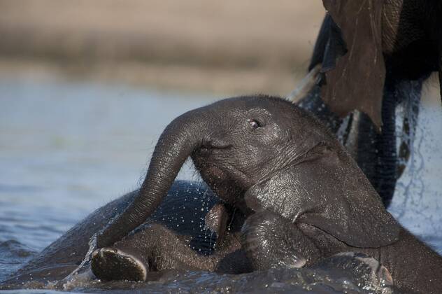 African bush elephant Loxodonta africana africana calf playing with adults in river, Chobe River, Chobe N P Botswana, June Copyright: imageBROKER/PhilipxPerry iblhoj05621649