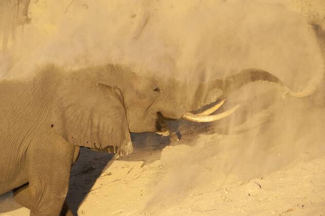 African bush elephant Loxodonta africana africana adult, close-up of head, dust bathing, Chobe River, Chobe N P Botswana, June Copyright: imageBROKER/PhilipxPerry iblhoj05621651