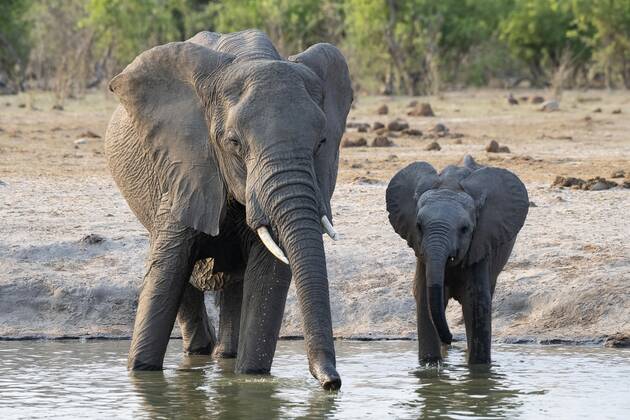 African bush elephant Loxodonta africana , cow and calf at waterhole, Savuti, Chobe National Park, Botswana, Africa Copyright: imageBROKER/ErichxSchmidt ibxeri07208058
