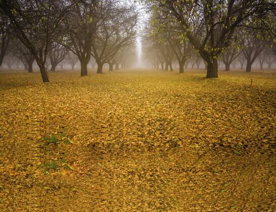 Forest in autumn with beautiful yellow leaves on the ground, autumn forest landscape Copyright: imageBROKER/IsaixHernandez ibxiih07209021.jpg