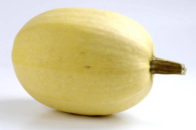 Garden pumpkin, garden pumpkin, summer pumpkin, summer pumpkin, edible pumpkin, edible pumpkin, spagetti Cucurbita pepo Spagetti , Cucurbita pepo Spagetti , Spagetti marrow variety edible pumpkin, field pumpkin Cucurbita pepo Spagetti , Cucurbita pepo Spagetti , spaghetti squash BLWS662391 Copyright: xblickwinkel McPHOTO O.xDiezx