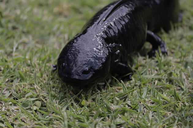 Mexiko, Auswilderung von Axolotl Release Of Ajolotes In Xochimilco, Mexico City A salamander release at the Centro Ecoturistico Chinampero Michmani located on a chinampa in Xochimilco, Mexico City. The Mexican axolotl or ajolote, Ambystoma mexicanum, is a salamander with the unusual characteristic of retaining its larval features as an adult. This condition, known as neoteny, means that it retains its tadpole-like dorsal fin - which runs almost the entire length of its body - and its external gills, which protrude from the back of its broad, feathery head. Mexico City Mexico City Mexico  Copyright: xGerardoxVieyrax originalFilename: vieyra-notitle220216_npk4u.jpg