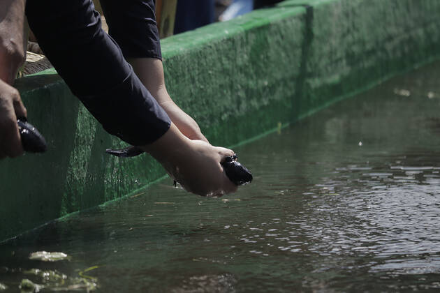 Mexiko, Auswilderung von Axolotl Release Of Ajolotes In Xochimilco, Mexico City A salamander release at the Centro Ecoturistico Chinampero Michmani located on a chinampa in Xochimilco, Mexico City. The Mexican axolotl or ajolote, Ambystoma mexicanum, is a salamander with the unusual characteristic of retaining its larval features as an adult. This condition, known as neoteny, means that it retains its tadpole-like dorsal fin - which runs almost the entire length of its body - and its external gills, which protrude from the back of its broad, feathery head. Mexico City Mexico City Mexico  Copyright: xGerardoxVieyrax originalFilename: vieyra-notitle220216_npR1h.jpg