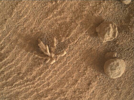 NASA s Curiosity rover has uncovered an intriguing flower formation on the surface of Mars that looks akin to an ocean coral. The microscopic view of Martian sand was taken with the Mars Hand Lens Imager (MAHLI), a tool for imaging minerals, textures and structures in rocks and soil at scales smaller than the diameter of a human hair. The Curiosity team confirmed it was a diagenetic crystal cluster , that experts from NASA JPL suggest may have been formed by minerals precipitating from water. While the formation looks large in size, it is actually smaller than a penny, and consists of three-dimensional crystal clusters made from a combination of minerals. NASA scientists say it can tell them more about the structure of Martian Copyright: xx 51227128 EDITORIAL USE ONLY. NOT FOR USE BY NEWSPAPERS BASED IN THE UK.