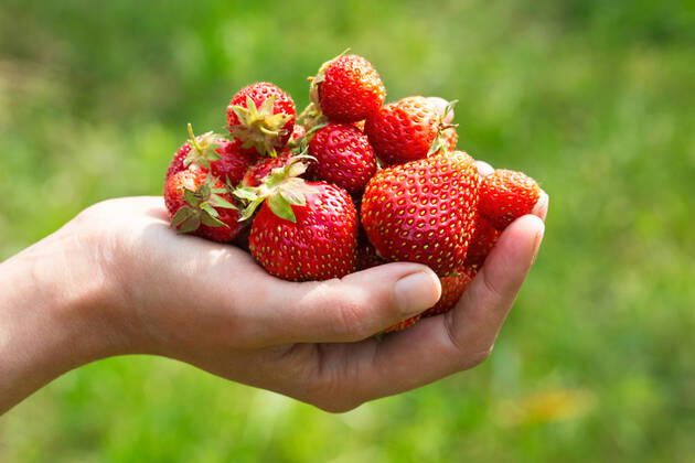 handful of freshly ripe strawberries in a female hand on a blurred green background. Image with selective focus in natural light on a summer day, model released, , property released, , 22781714.jpg, fruit, green, fresh, strawberry, red, hand, organic, food, healthy, juicy, nature, ripe, summer, closeup, sweet, natural, berry, garden, agriculture, picking, harvest, handful, diet, vitamin, tasty, gourmet, farm, human, season, close-up, outdoor, background, nutrition, plant, berries, color, vegetarian, woman, outside, female, arm, mellow, selective focus