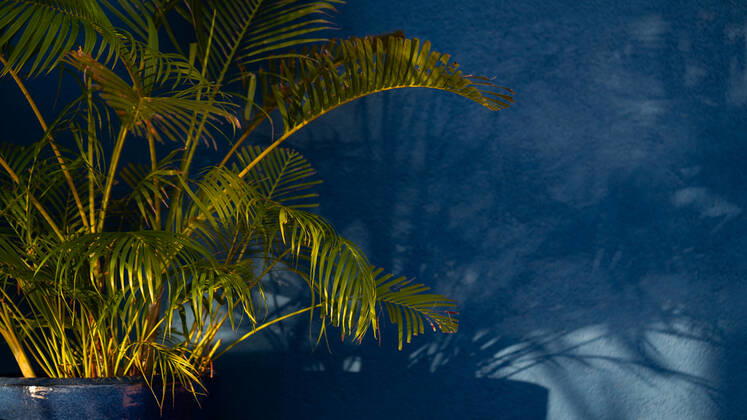 A green plant with light and shadow on blue wall background., model released, , property released, , 33515684.jpg, architecture, background, beach, blank, blue, coconut, color, cozy, decor, decoration, decorative, design, designed, empty, garden, green, home, hotel, house, houseplants, indoor, interior, leaf, light, living, minimal, minimalism, minimalists, modern, natural, nature, nordic, palm, plant, resort, room, shadow, space, spring, style, stylish, summer, tree, tropical, vintage, wall