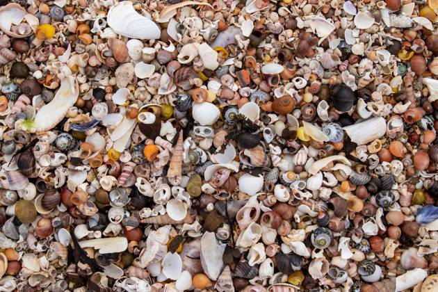 Pile of the shells of molluscs on the beach at low tide, model released, , property released, , 33516116.jpg, abstract, animal, animals, beach, bivalve, clam, cockle, common cockle, conch, crustacean, dam, day, detail, dish, edible, edible clam, edible cockle, empty, food, heart, heart mussel, marine, meal, mollusc, mullusc, muscle, mussel, natural, nature, nobody, outdoor, outdoors, oval, oyster, rest, ribbed, ribbed oval, saltwater, sand, sandy, scallop, sea, sea animal, sea food, sea shell, seafood, seashell, shell, shell-fish, shells