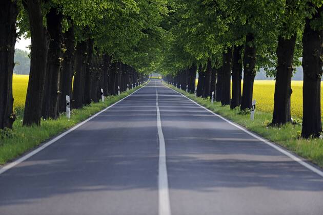 Linden Tilia spec , linden avenue through blooming rapeseed fields, Germany, Brandenburg basswood, linden, lime tree Tilia spec , linden avenue through blooming rapeseed fields, Germany, Brandenburg BLWS665477 Copyright: xblickwinkel McPHOTO I.xSchulzx