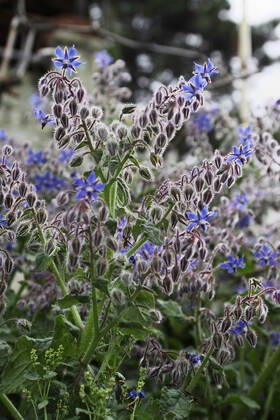 ITALY, Lazio, countryside, borage plant and flowers , 1202215.jpg, beautiful, beauty, bloom, blooming, blossom, blue, borage, borago, bristly, buds, close-up, closeup, color, colourful, countryside, decoration, detail, edible, flora, flower, flowers, food, fresh, garden, grass, green, growth, hairy, healthy, herb, leaf, leaves, medicinal, medicine, mediterranean, nature, officinalis, organic, outdoor, plant, plants, purple, rural, season, seasonal, vegetation,