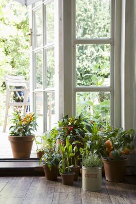 Potted plants in house , property released, , 10110484.jpg, Indoors,Floor,Summer,Nobody,Plant,Interior,Window,Group Of Objects,Glass,Door,Houseplant,Open Door,french window,windowpane,Container Gardening, UK